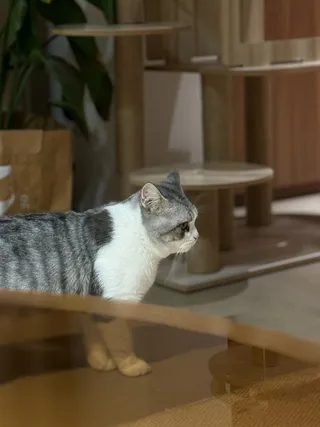 黑白复古风小猫图片