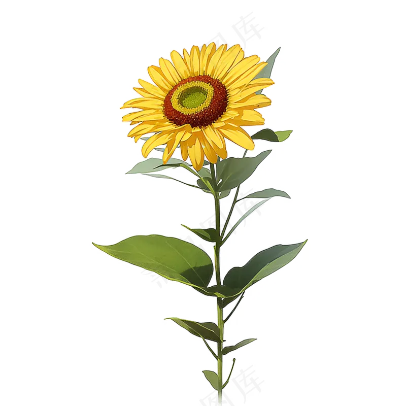 黄色向日葵免抠素材49