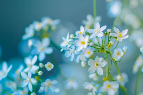 白色小花朵蓝绿色春夏摄影图