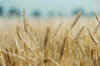 金黄成熟的小麦麦穗农田芒种秋天丰收摄影图