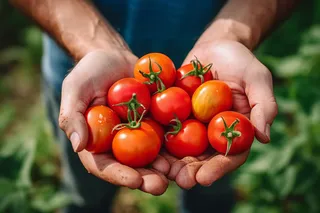 番茄西红柿新鲜采摘手捧摄影图