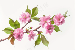 春日樱花花朵摄影图