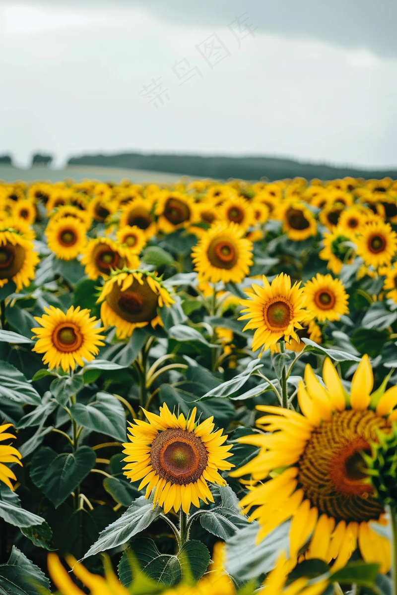 a field of sunflowers on a cloudy day, a photo by Karl Völker, pexels, renaissance, field of sunflowers, sunflower field, scene: sunflower field (2688x4032)