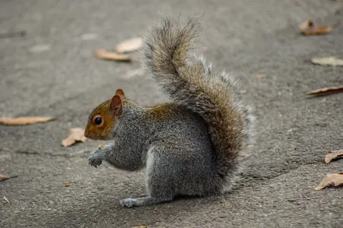 户外可爱松鼠动物 户外可爱松鼠动物