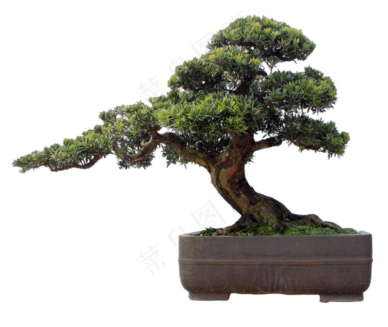 免抠盆景植物