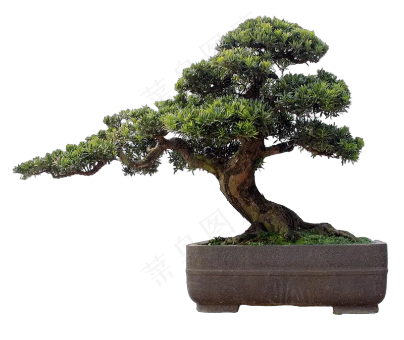 免抠盆景植物