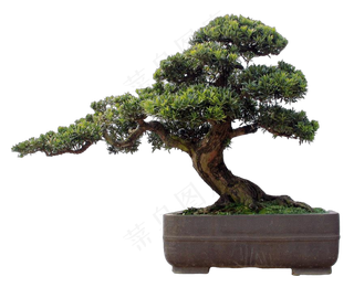 免抠盆景植物