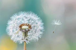 蒲公英白色摄影图