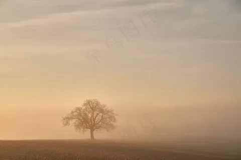 迷雾中的大树