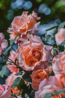 玫瑰花鲜花花朵摄影图