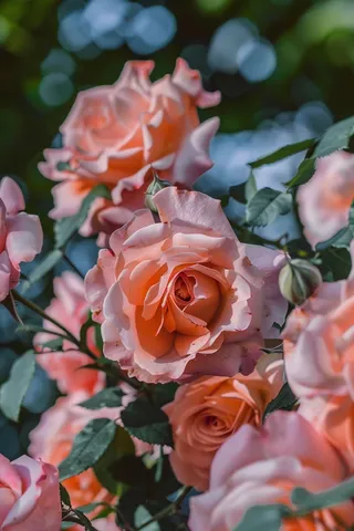 玫瑰花鲜花花朵摄影图