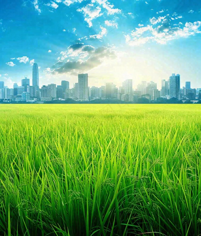 水稻农田生长远处城市落日余晖小满芒种摄影图(1008x1184)
