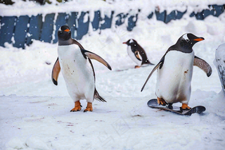 冰雪天地的企鹅寒冷动物摄影图