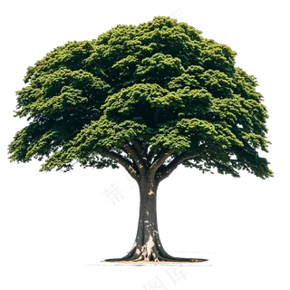 PSD免抠树菩提树 PSD免抠树菩提树