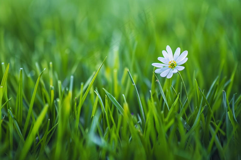 白色小花绿色草丛摄影图