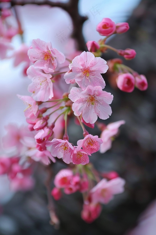 春日樱花花朵摄影图