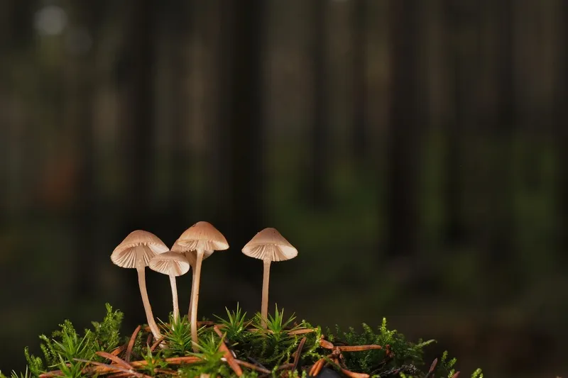 森林层状蘑菇5