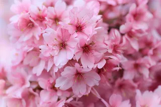 春日樱花花朵摄影图