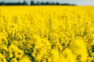 春天油菜花田黄色花雨水节气摄影图