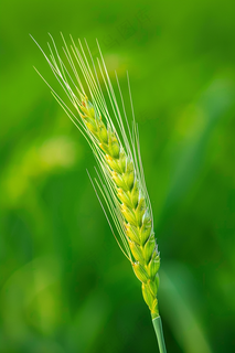绿色小麦麦穗小满芒种摄影图