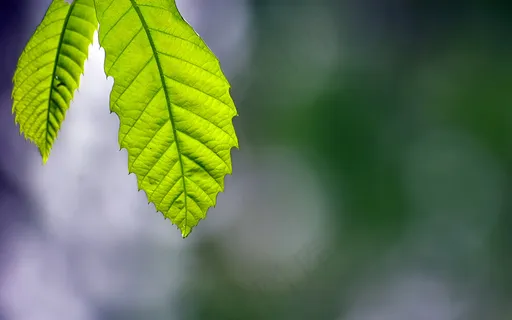 经典风景壁纸美图  (1) 经典风景壁纸美图  (1)
