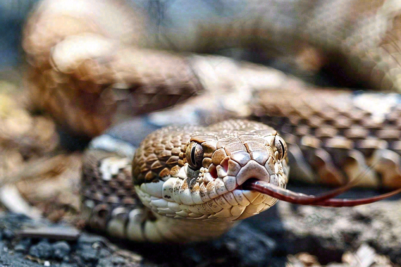 蛇爬行动物毒蛇摄影图