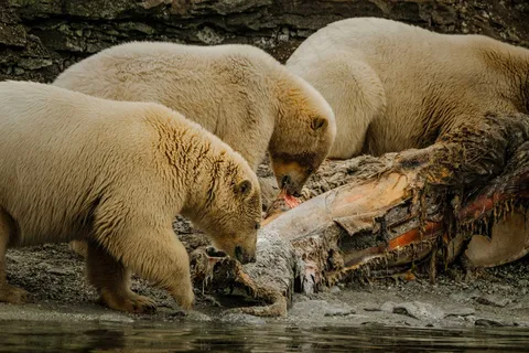 高清动物图片 (57)