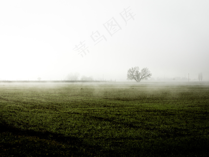 云雾森林图片