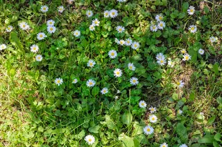 植物草地上的雏菊白色小花朵1