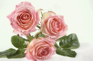 玫瑰花鲜花花朵摄影图