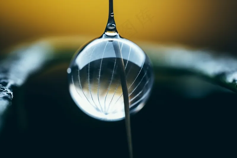 水珠露水在植物上蒲公英摄影图(4032x2688)