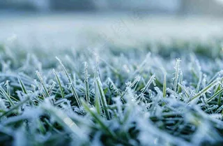 草地上绿叶雾凇泛白霜降摄影图