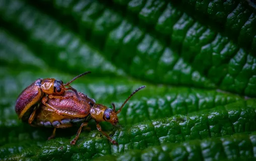 微观世界之叶间私语