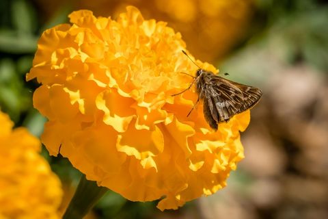 阳光下的金盏花与蝶舞