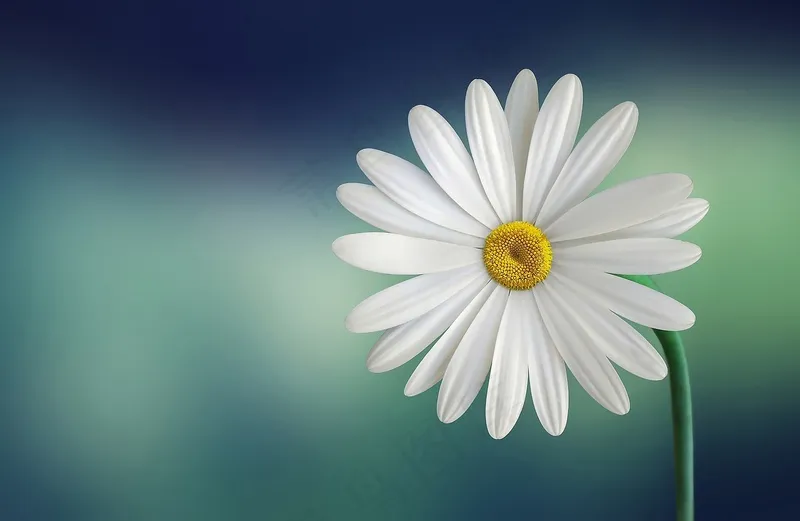 白色雏菊花卉