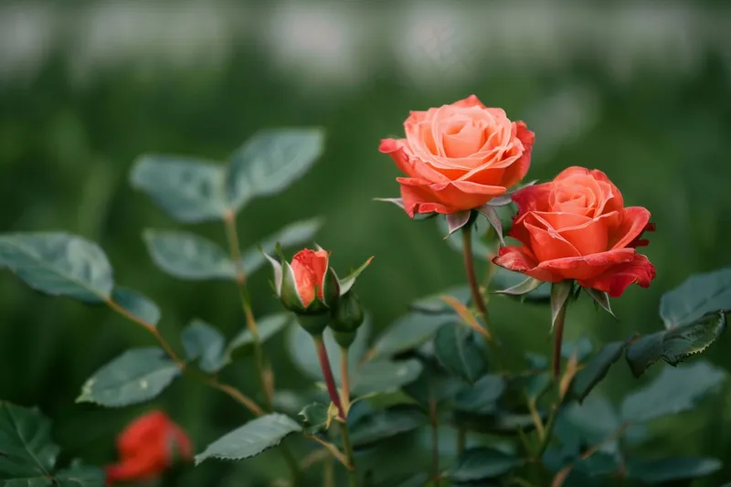 玫瑰花鲜花花朵摄影图(4032x2688)