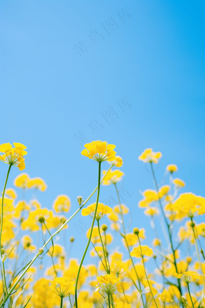 春天油菜花田黄色花雨水节气摄影图