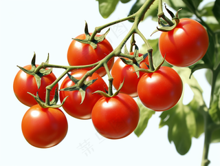 西红柿番茄阳光农作物摄影图