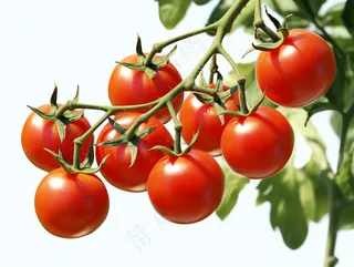 西红柿番茄阳光农作物摄影图