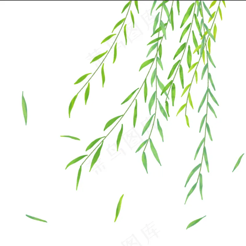 柳条 枝芽  春芽psd模版下载