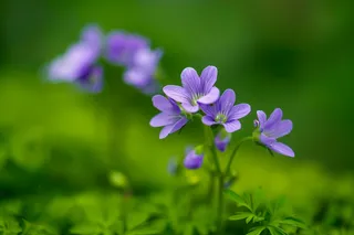 紫色浆醋花花丛春夏摄影图