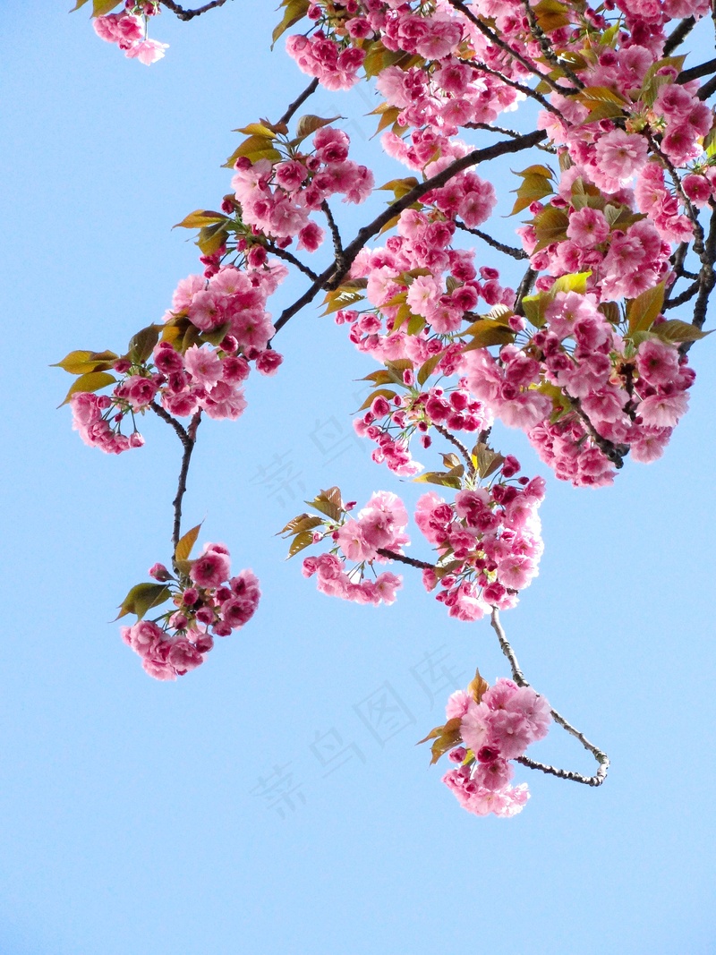 夏天日本美丽的樱花