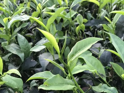 户外茶园茶叶 户外茶园茶叶