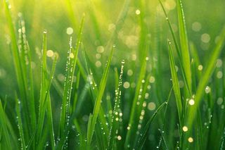春天绿草丛清晨露珠雨水谷雨摄影图