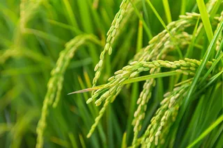 稻谷禾苗农田摄影图