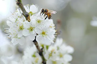 春日樱花花朵摄影图