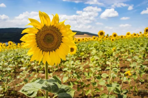 阳光明媚下的向日葵花卉植物2