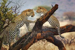 猎豹树干树枝上保护动物摄影图