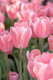 春天粉色郁金香花朵摄影图