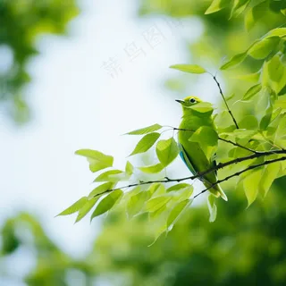春天大树抽新芽绿叶树枝站绿色小鸟摄影图